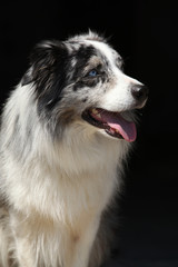 Amazing australian shepherd isolated on black background
