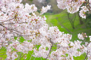 満開の桜