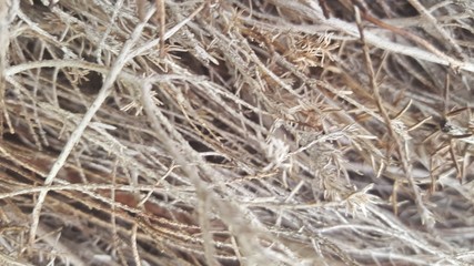 Pinos secos