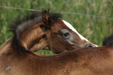 Obraz premium Amazing foal taking care of itself