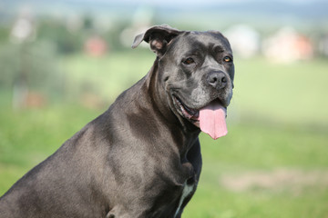 Amazing Cane Corso