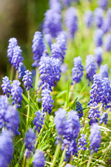 Obraz premium Blue flowers in natural eviroment 