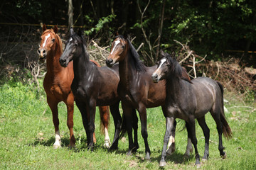 Obraz premium Nice herd of horses together on pasturage