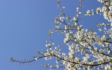 Flowering tree against a clear blue sky.