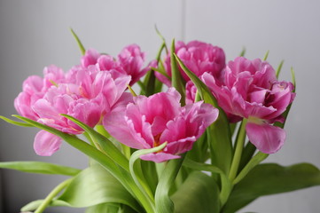 a bouquet of blooming tulips