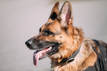 German Shepherd Dog Close Up Portrait