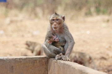 Portrait of monkey - eating, playing
