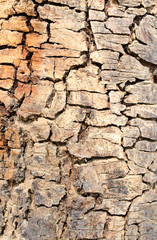 Bark texture background