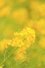 春満開のナノハナ