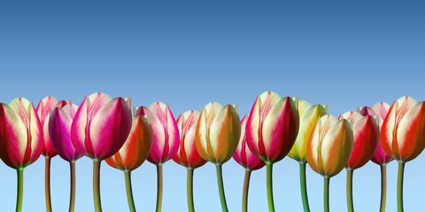 Line of tulips on light blue background
