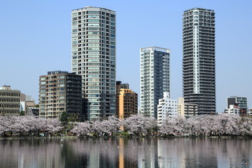 上野不忍池の桜並木と高層マンション群