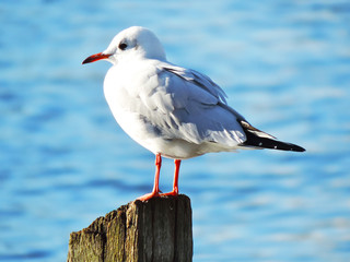 Seagull sitting on a pole in the sun