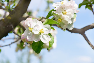Spring Cherry flowers blossom tree branch on Bokeh background