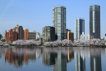 湖面に映える上野不忍池の桜並木と高層ビル群