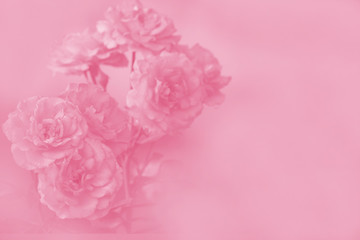 Rose Flower background