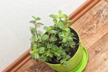 mint plant growing in a pot