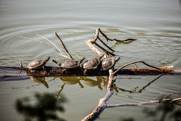 Turtles of the lake in spring.