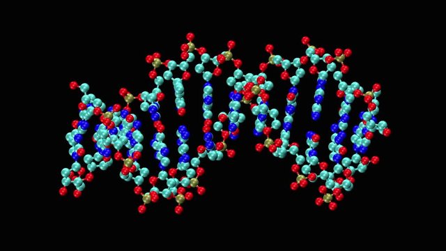 DNA molecule