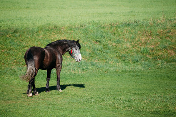 Brown Horse Grazing In Meadow With Green Grass In Summer Sunny D