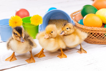 small ducklings with easter eggs