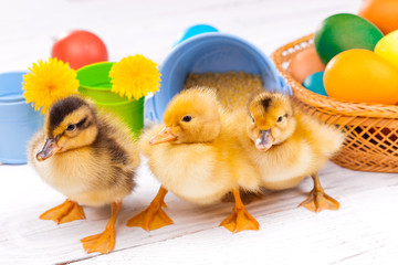 small ducklings with easter eggs