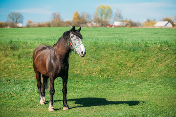 Brown Horse Grazing In Meadow With Green Grass In Summer Sunny D