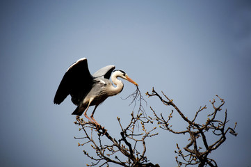 Is white stork nest