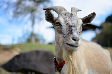 山羊のポートレート