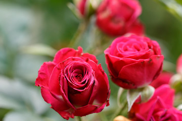 薔薇の花