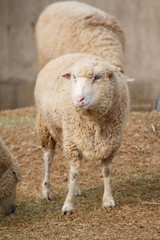Fototapeta premium 羊のポートレート