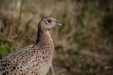 wild game bird, female pheasant (phasianus colchicus) 1
