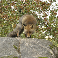 Naklejka na ściany i meble Red fox (Vulpes vulpes) on top of a rock in a forest