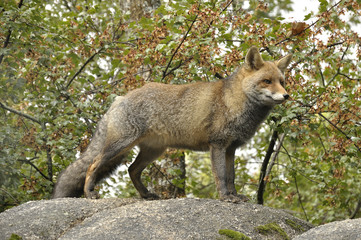 Naklejka na ściany i meble Red fox (Vulpes vulpes) resting on top of a rock in a forest