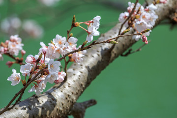 桜の花