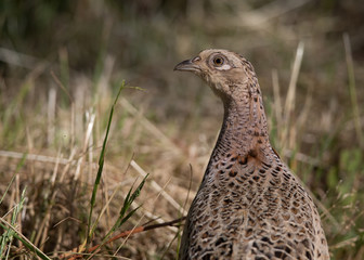 wild game bird, female pheasant (phasianus colchicus) 2