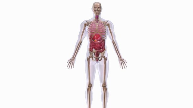 Human anatomy