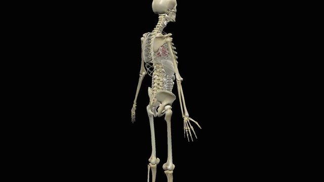 Human anatomy