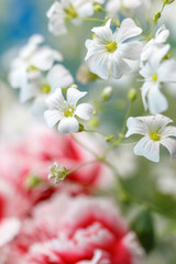 カーネーションの花