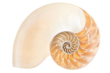 Nautilus shell section on white, clipping path