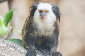 Callithrix geoffroyi, Titi de Geoffroy