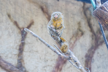 Callithrix pygmaea, Pygmy marmoset