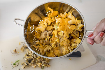 Kantareller.