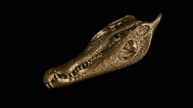 Yacare caiman skull