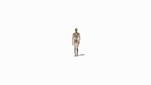 Animation of person walking