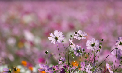 コスモスの花