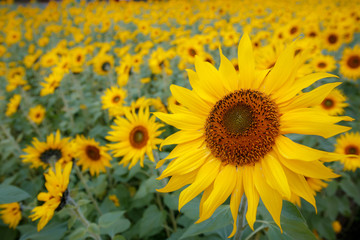 Fototapeta premium ヒマワリの花