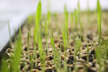 Wheat Green Sprouts, a Raw Food Diet, Growing