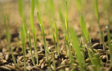 Wheat Green Sprouts, a Raw Food Diet, Growing