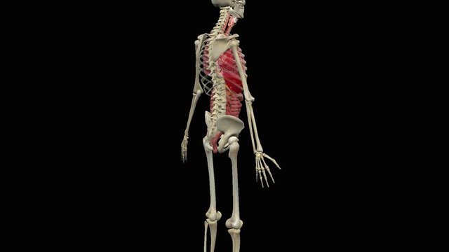 Animation of human abdominal organs
