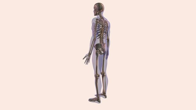 Animation of human skeleton